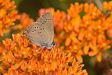 《最终幻想14》吉田P暗示未来或将和系列其他作品联动